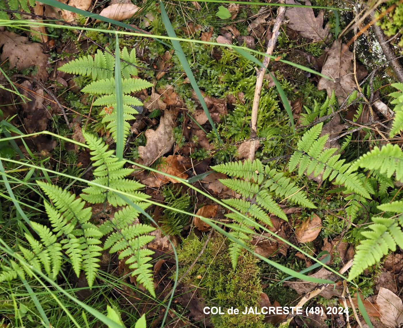 Fern, Oak plant